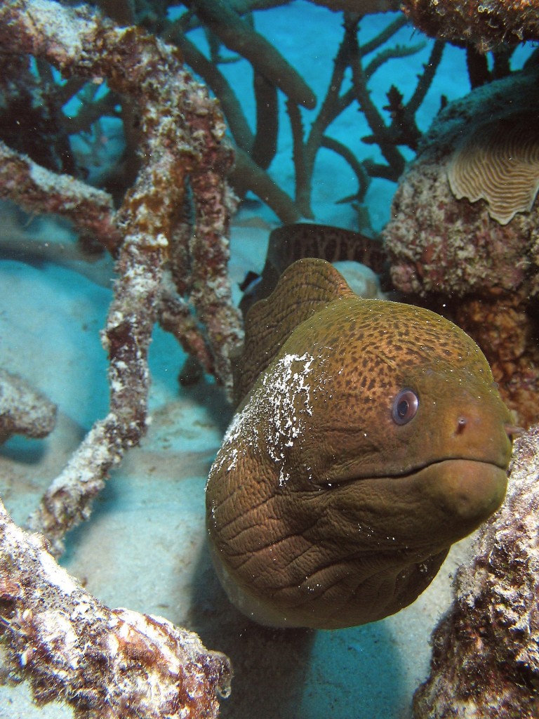 Moray Eel Great Barrier Reef