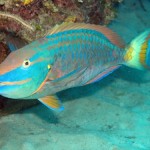 Parrotfish Great Barrier Reef