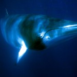 Minke Whale Great Barrier Reef