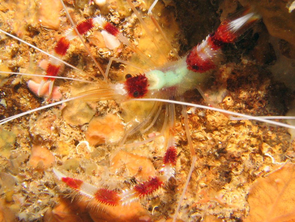 Red Banded Coral Shrimp
